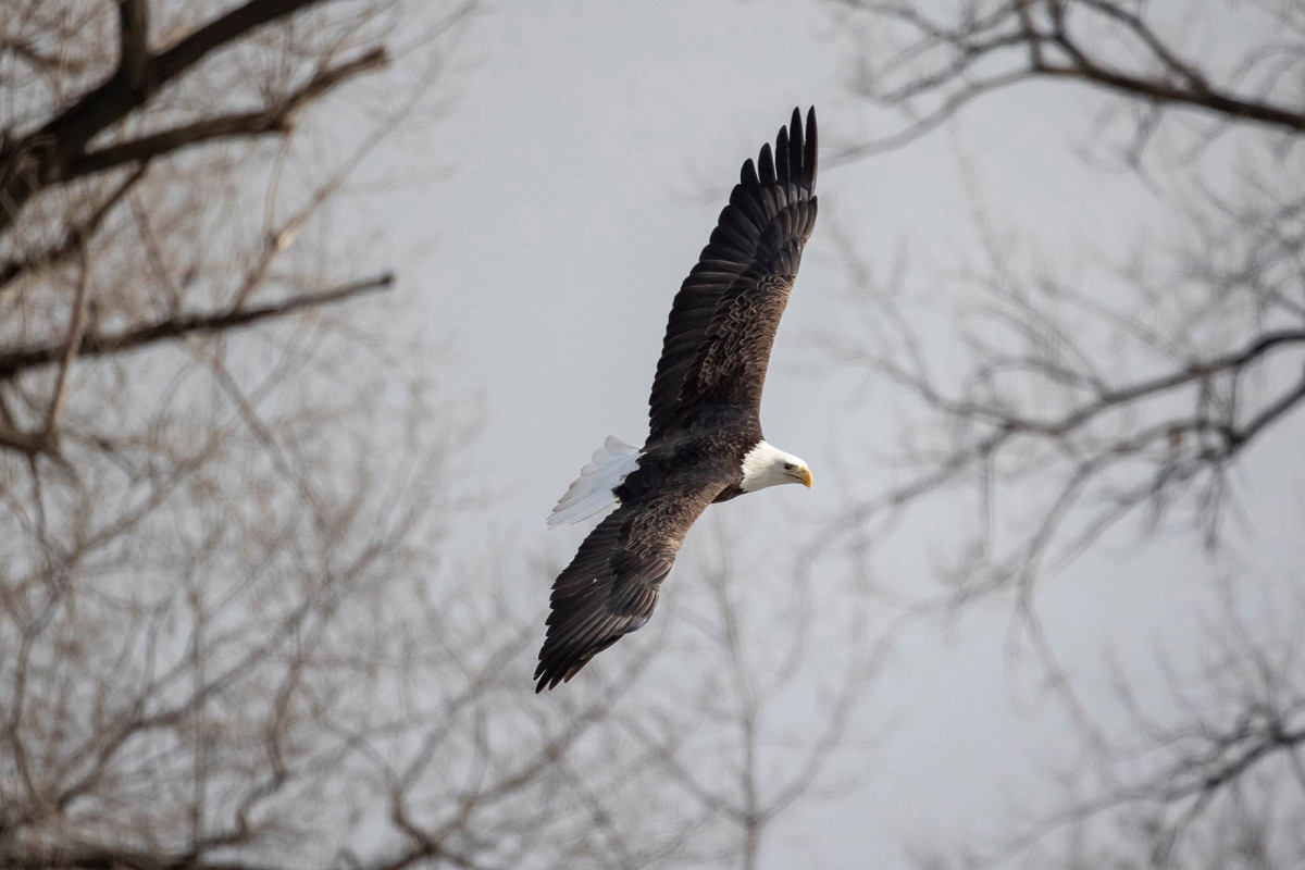 Bald eagles kill 54 lambs on Idaho farm