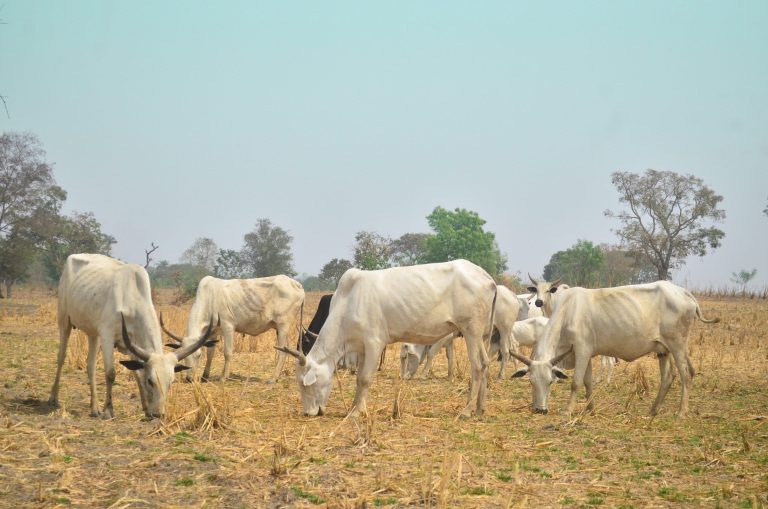 Yoruba Obas In The North Reject Secession, Kick Against Ban On Open Grazing