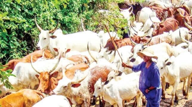 Miyetti Allah Behind Armed Killer Fulani Herdsmen