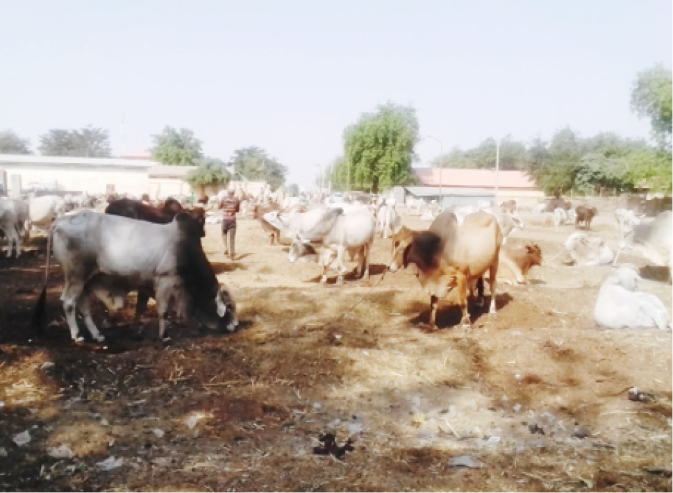 Niger State Government Bans Cattle Markets, Issues New Security Directives