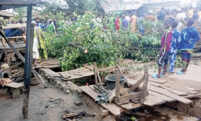 100-year-old tree kills four traders during downpour in Oyo