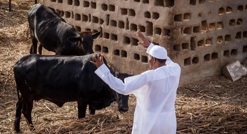 After My Retirement, I Will Go Back To My Cows - Buhari