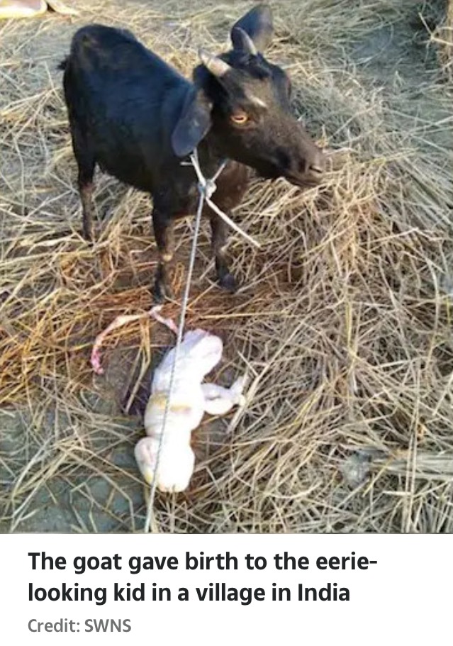 Indian Goat Gives Birth To ‘Humanoid Kid’ With Baby-Like Face