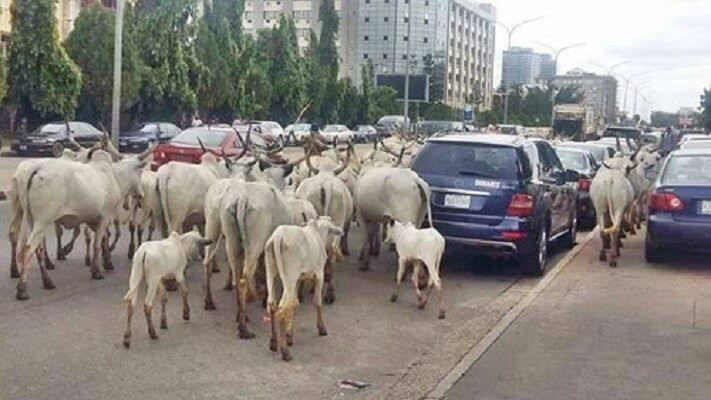 How Cow Rams 30-year-old Man To Death In Lagos