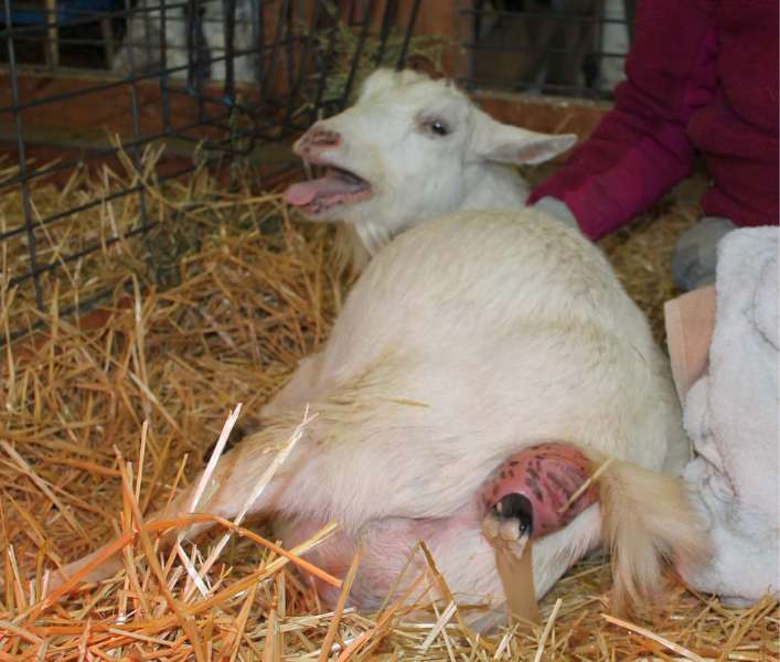 Goat Reportedly Gives Birth To Half-human In Kwara