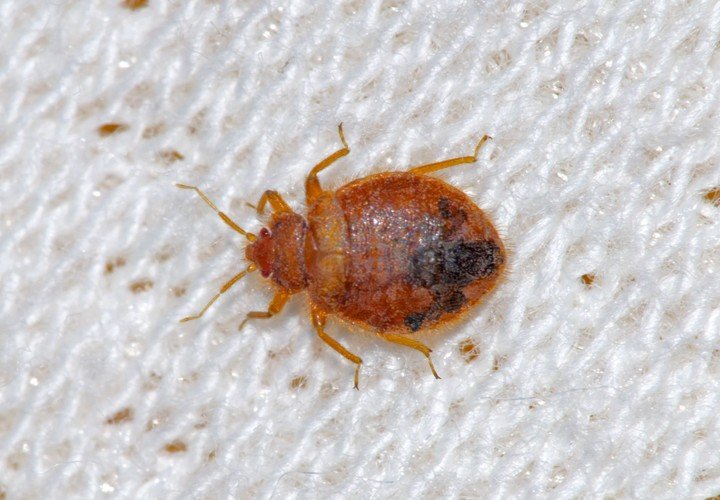 Home remedies to get rid of bed bugs