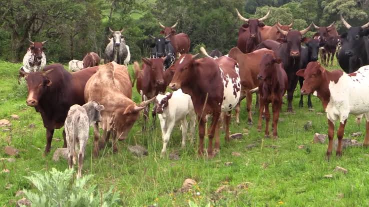 Police arrest Man For Stealing 33 Cows In Lagos