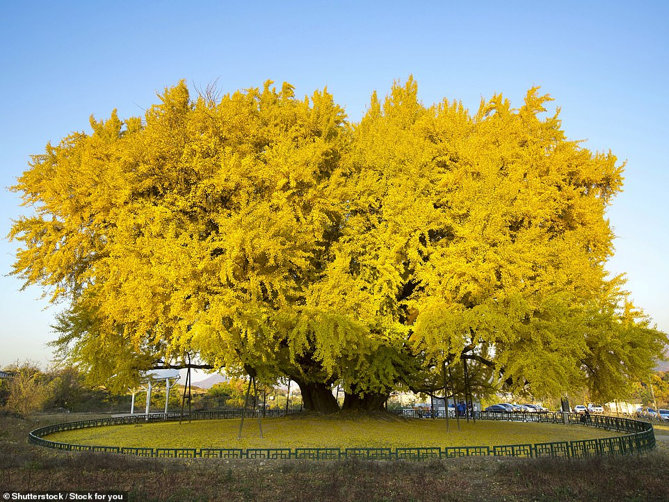 world 800 years most beautiful tree in South Korea