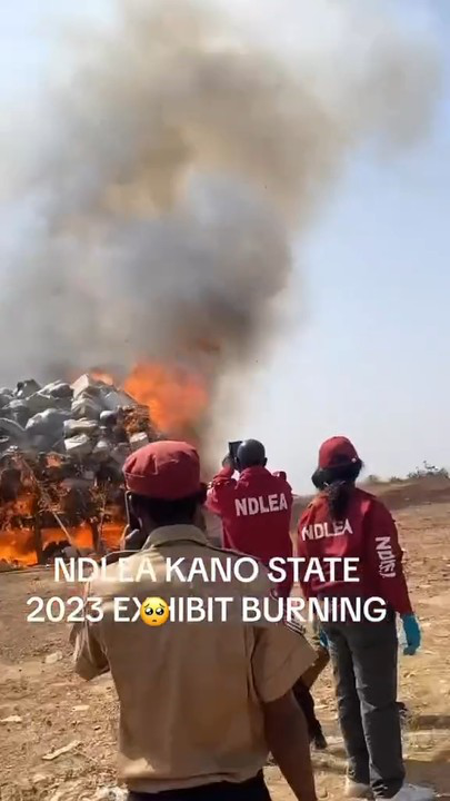 NDLEA destroys 15.7 tonnes of illicit drugs in Kano