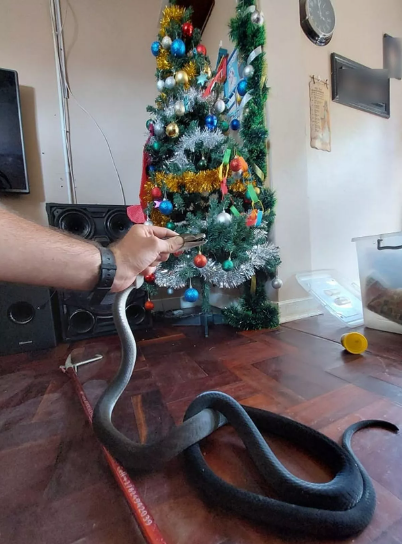 Family terrified as huge snake came out of family Christmas tree