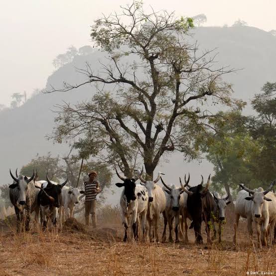 We Lost 350 Members, 834 Cattle In 3 Months To Plateau Killings –fulani Groups