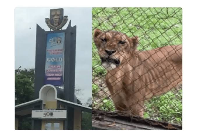Photos Of Olabode Olawuyi, OAU Zookeeper Killed By Lion During Feeding