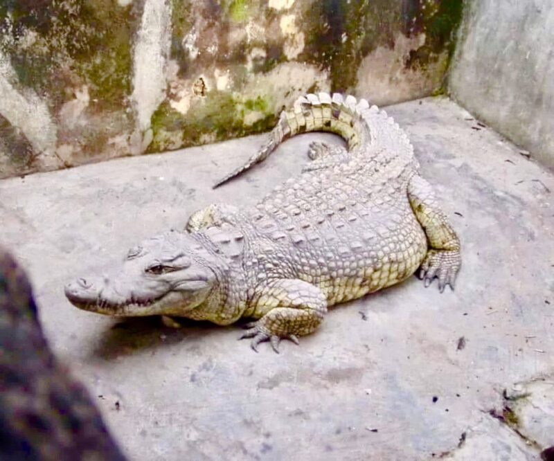 Moment 84-year-old Legendary Crocodile At Delesolu Compound In Ibadan Dies