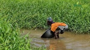 See Ogun community where women travel to neighboring Benin Republic for water