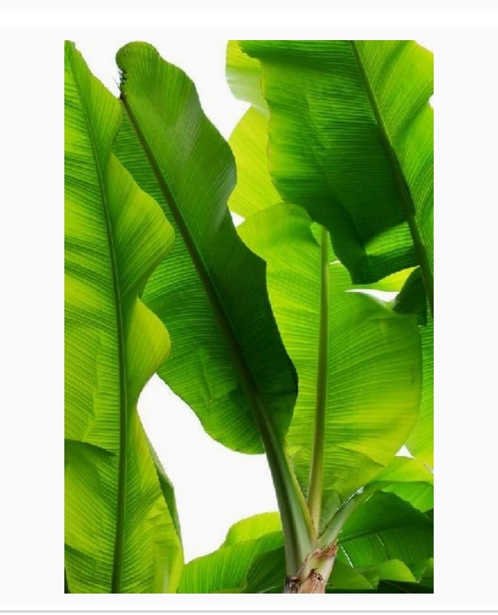 See How Much Banana Leaves Cost On Amazon