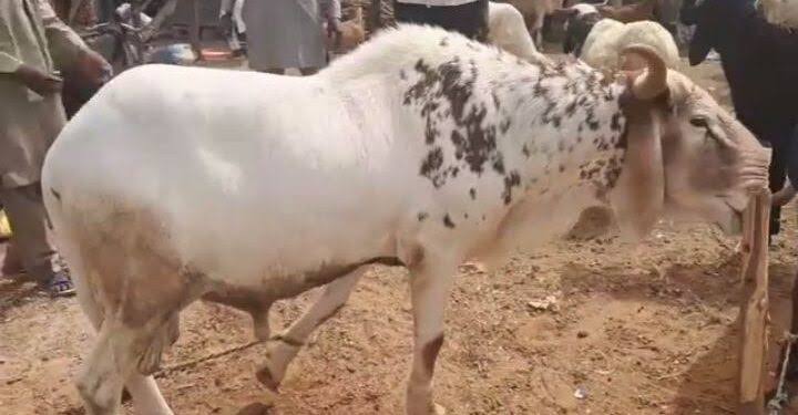 Sallah: Ram Sellers Lament Low Patronage As Ram Costs Jump To N750k