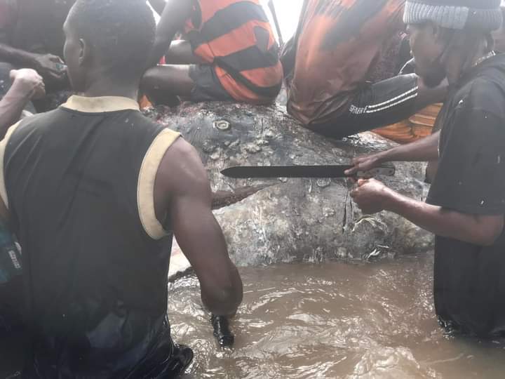 See Photos Huge Whale Butchered At Okpoama Seaside In Brass, Bayelsa