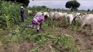 How Fulani herders contribute to food insecurity In Nigeria