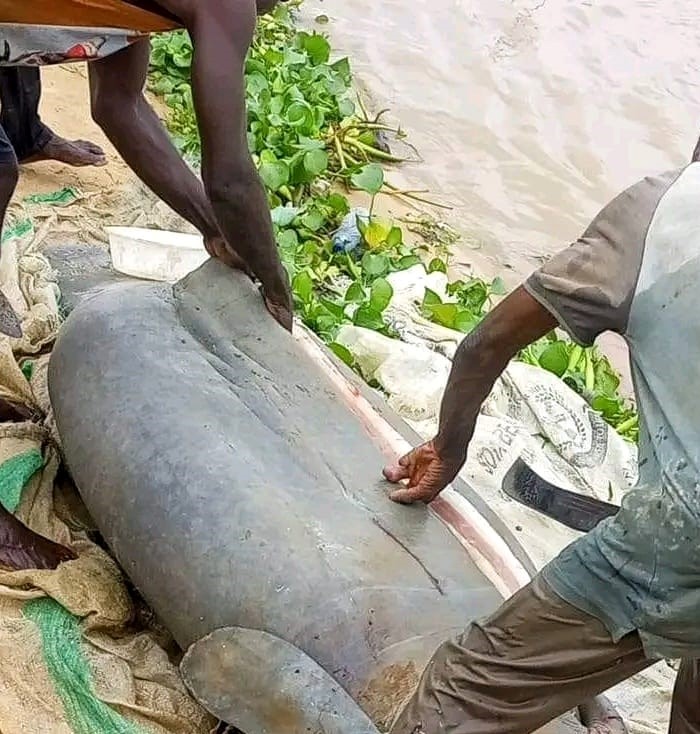 Photos of the marine animal killed by Bayelsa fishermen