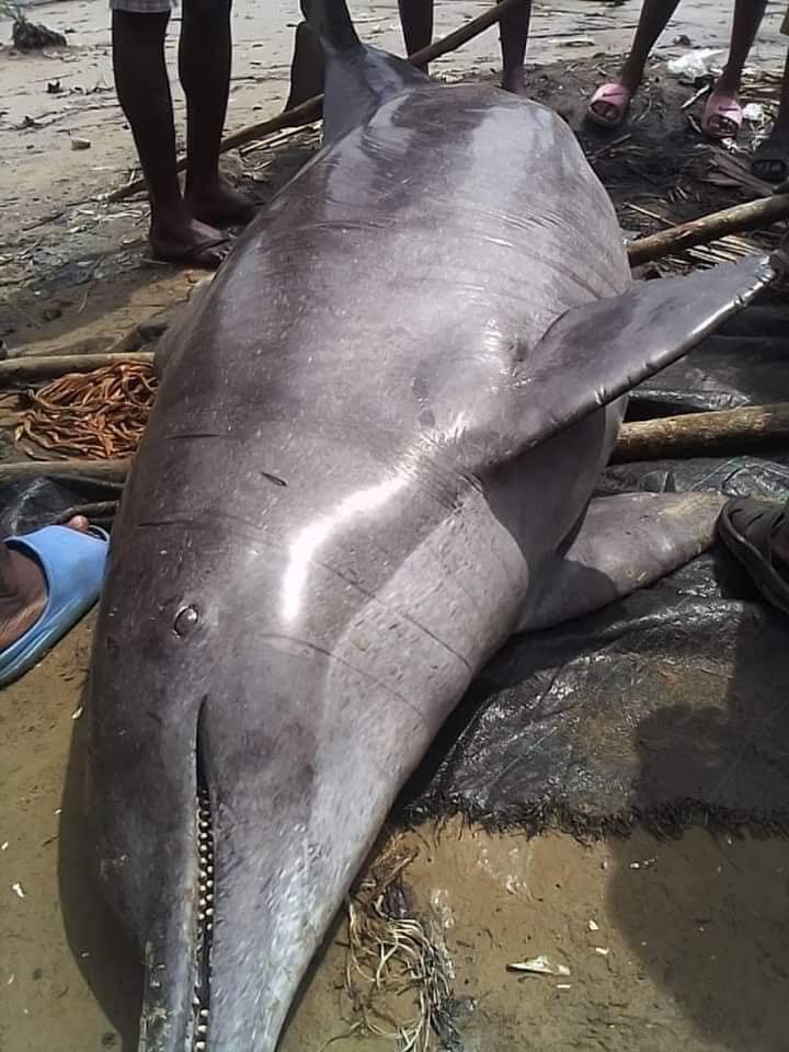 Fishermen Butcher Dolphin Caught At Oyorokoto Fishing Settlement, Rivers State