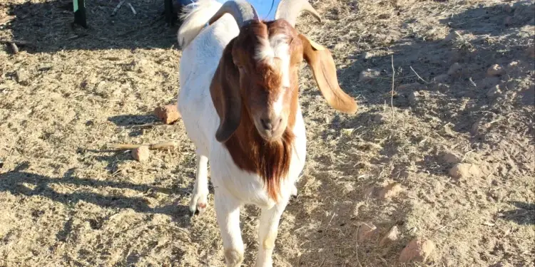 Moment man was caught having $3x with a goat, see his response