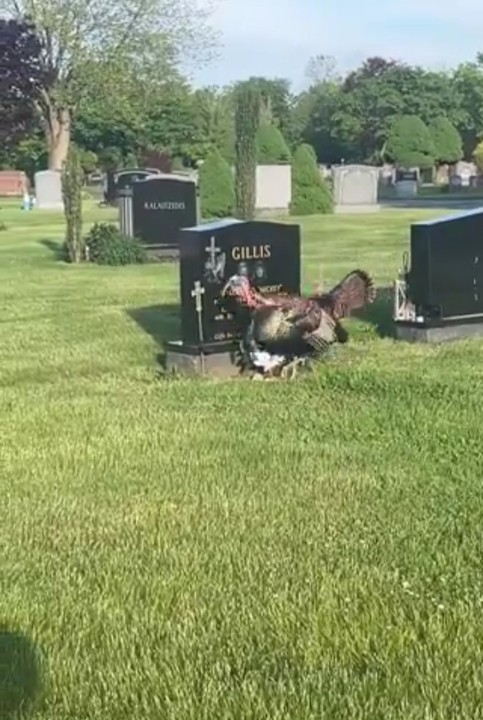 Woman Shocked As A Turkey Circles Grave Nonstop At Cemetery