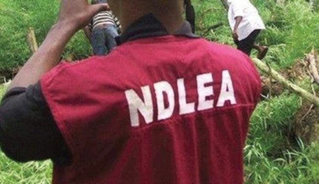 Kano LG Polls: 20 Aspirants Tested Positive For Cannabis, Codeine – NDLEA