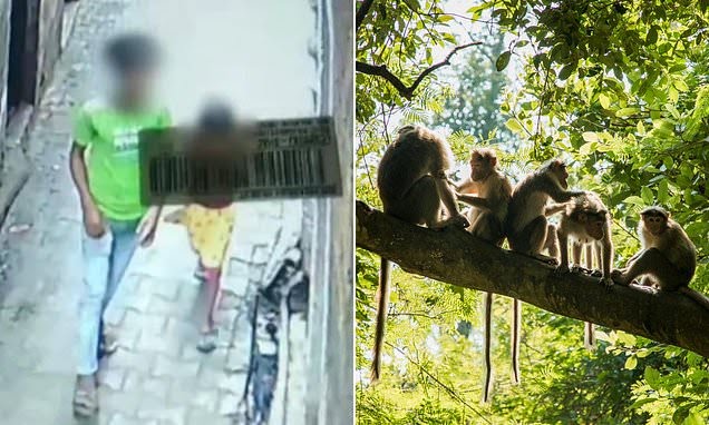 How Troop Of Monkeys Stop The R@pe Of Six Year Old Girl In India